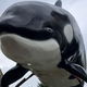 Orca Ride