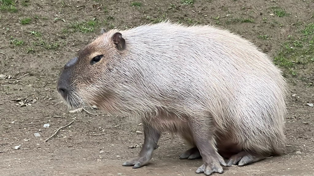 Capybaras
