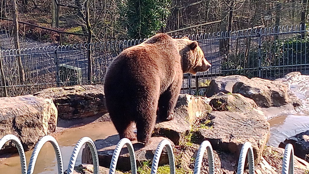 Braunbär