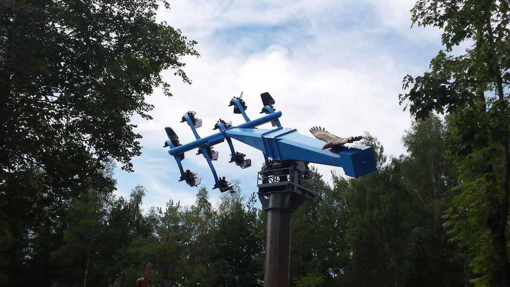 Duell der Adler
