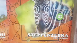 Steppenzebras