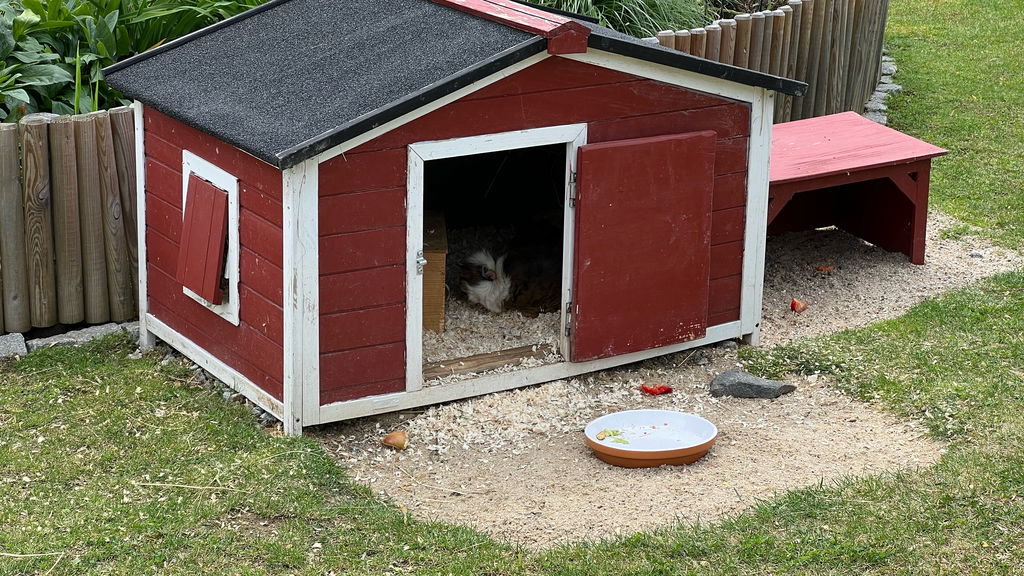 Meerschweinchen