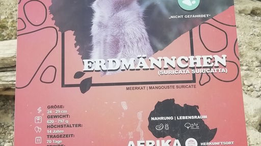 Erdmännchen