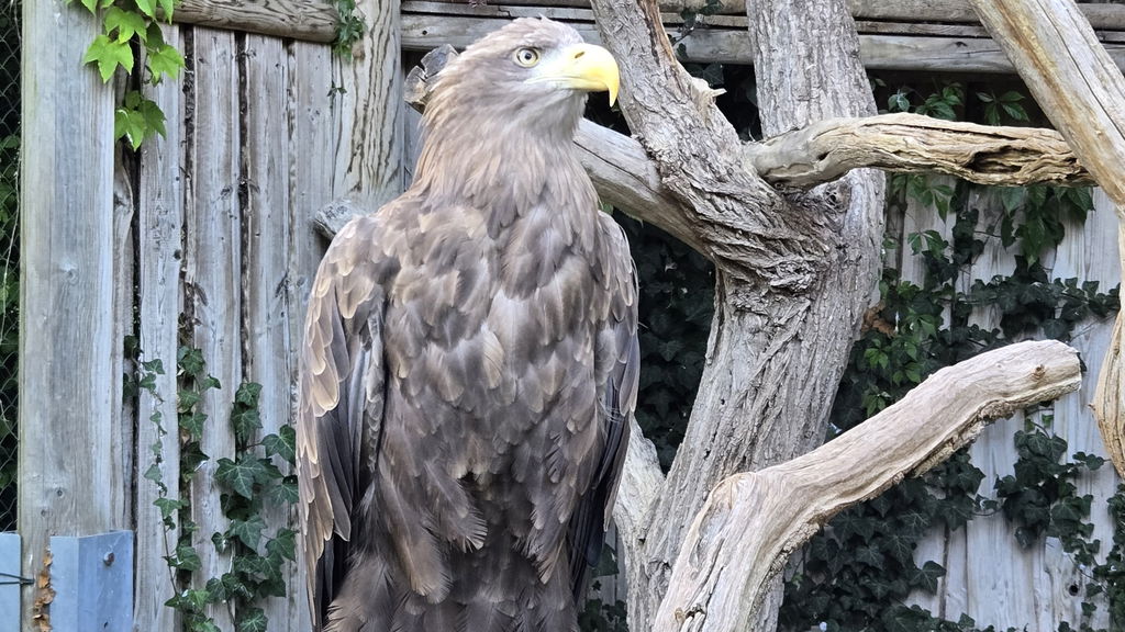 Europäischer Seeadler