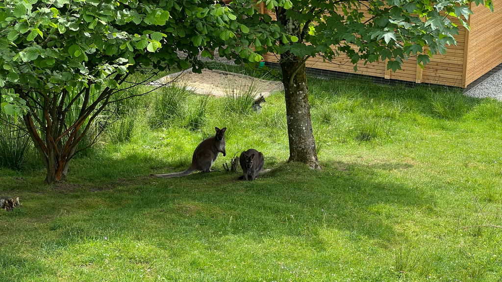 Kängurus