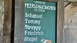 Meerschweinchenhausen