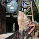 World of Dinos