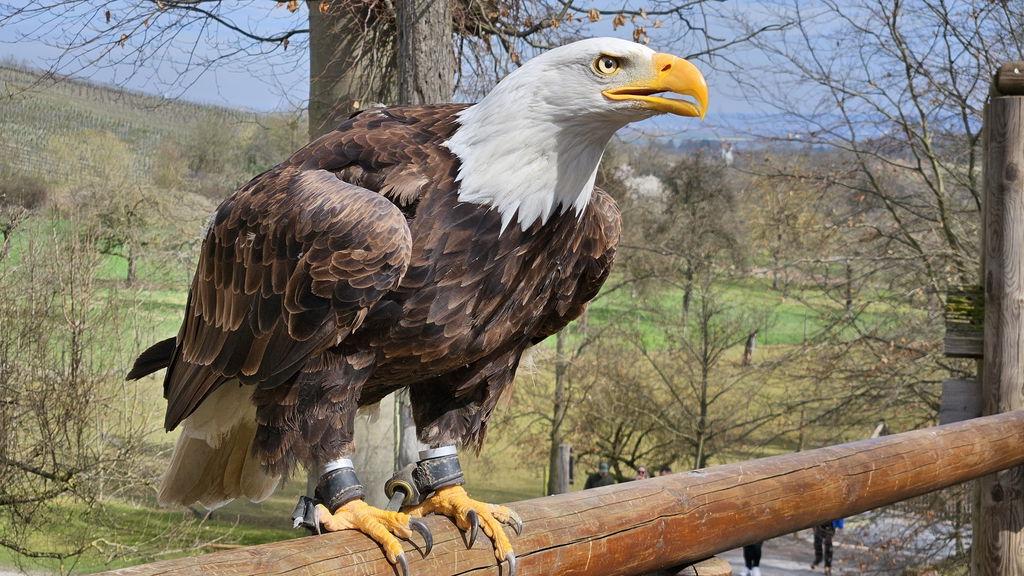 Weißkopfseeadler