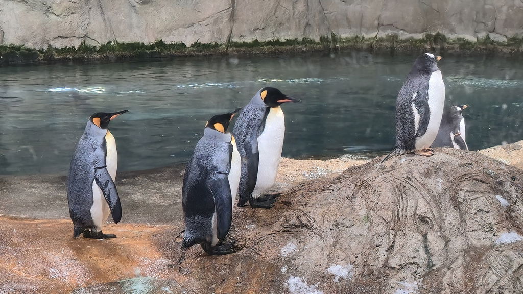 Königspinguin Fütterung