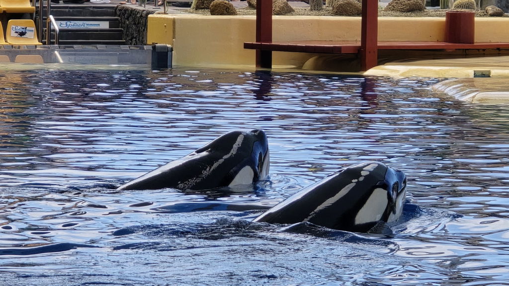 Orcas Show