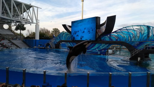 Orca Encounter