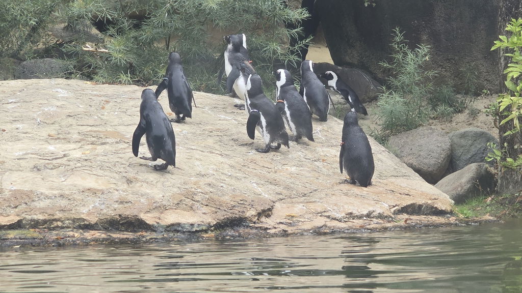 Brillenpinguin Fütterung