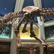 Dinosaur