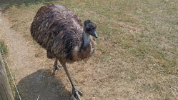 Emu