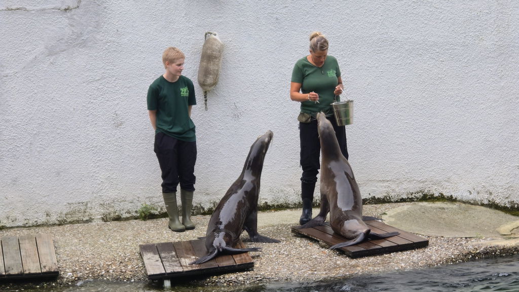Seelöwen Schaufütterungen