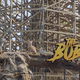 The Bobcat