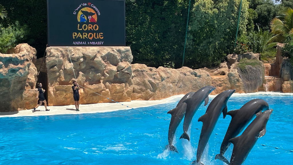 Dolphins Show