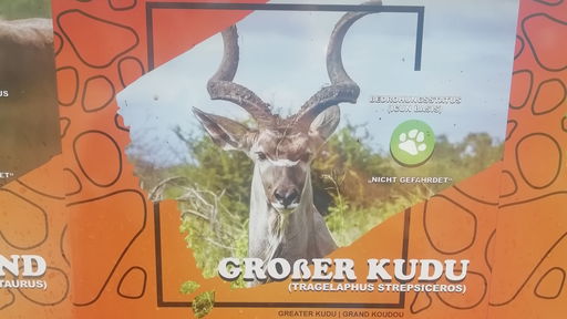 Große Kudus