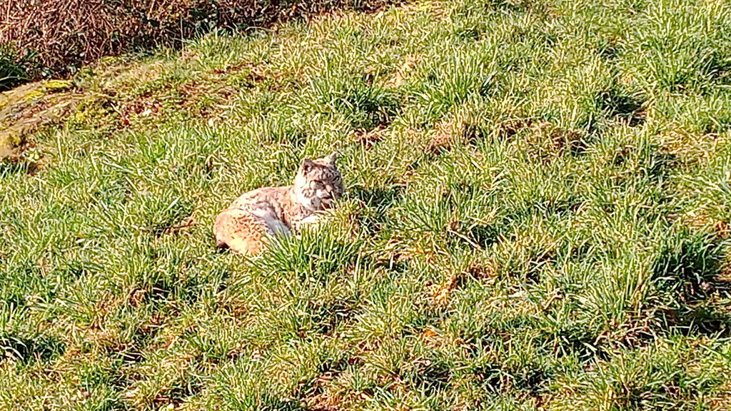 Luchs