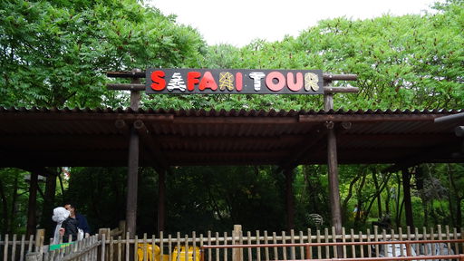 Safari Tour