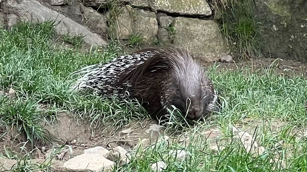 Stachelschweine