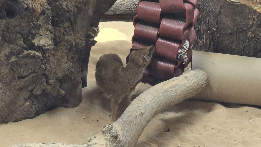 Mongoose
