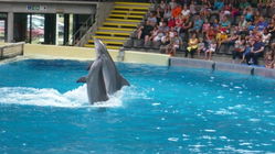 Dolfinarium