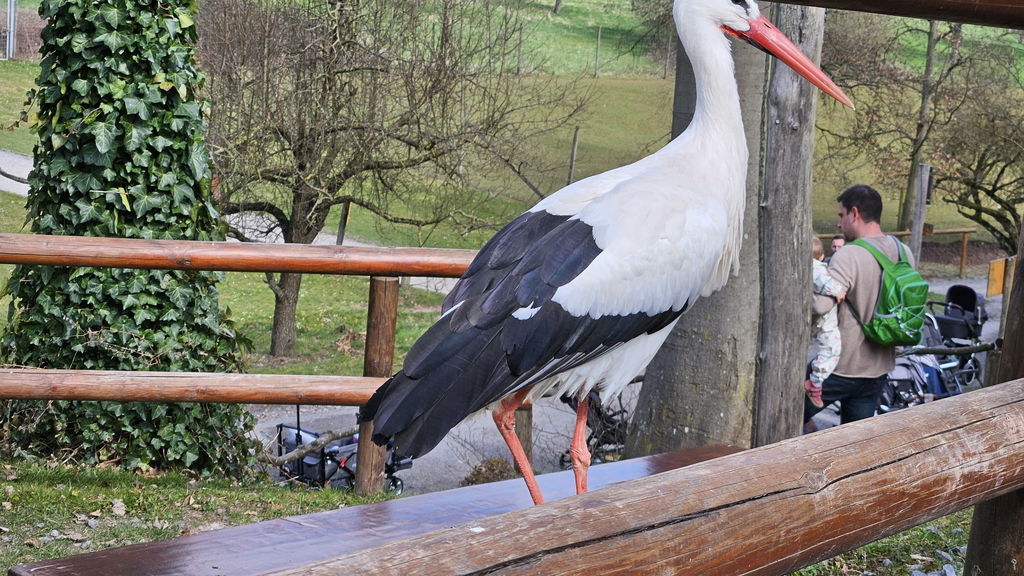 Weißstorch