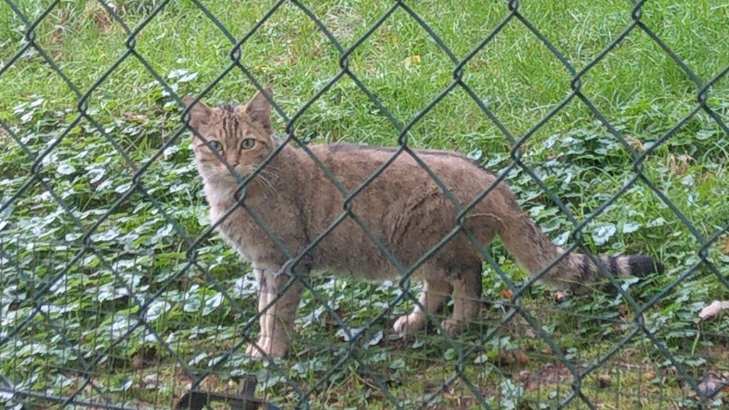 Wildkatze