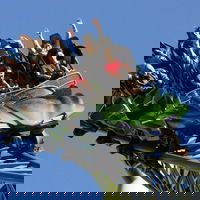 CoasterFin