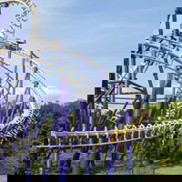 Momo_coaster