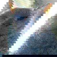 Sir_Karel