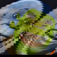cousterfan